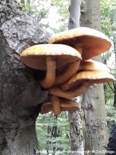 2018.10.05 - Biologia - Warsztaty terenowe